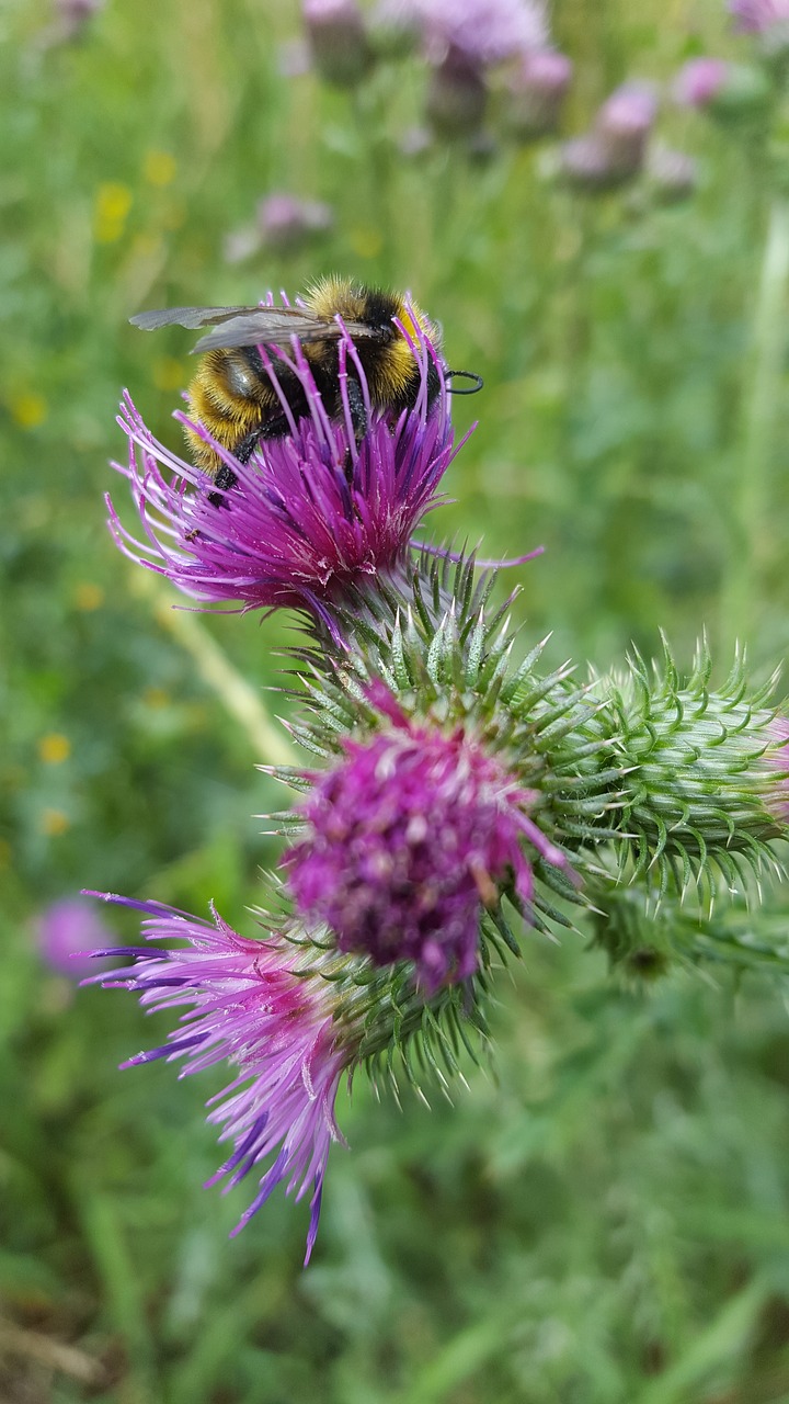 Bičių,  Bitės,  Thistle,  Kamanė,  Apdulkinimas,  Klaidą, Nemokamos Nuotraukos,  Nemokama Licenzija