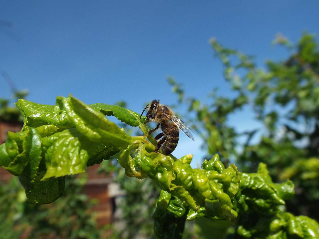 Bičių,  Vabzdys,  Pobūdį,  Bitės,  Lapai,  Sėdi,  Makro, Nemokamos Nuotraukos,  Nemokama Licenzija