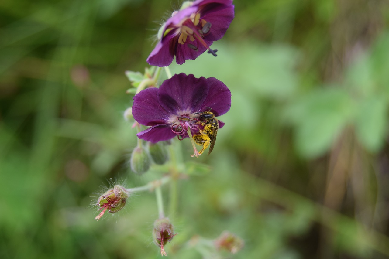 Bičių,  Rudi Gandras Snapas,  Pelargonija Phaeum,  Žiedadulkės, Nemokamos Nuotraukos,  Nemokama Licenzija