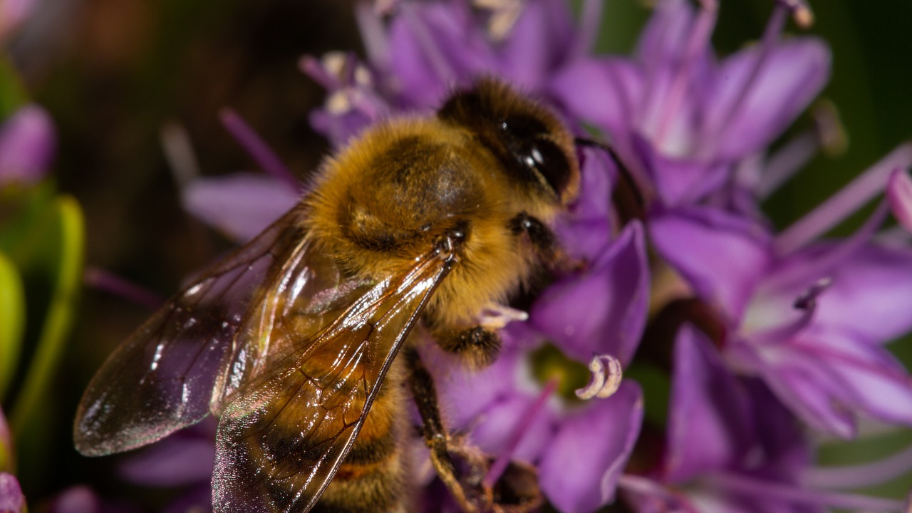 Bičių,  Violetinė,  Gėlė, Nemokamos Nuotraukos,  Nemokama Licenzija