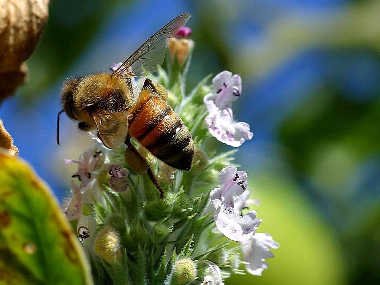 Bičių, Uodega, Bitės, Klaidas, Vabzdžiai, Gyvūnai, Fauna, Nemokamos Nuotraukos,  Nemokama Licenzija