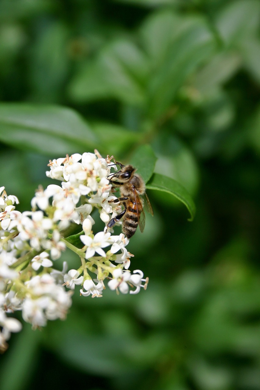 Bičių, Medaus Bitė, Vabzdys, Žiedas, Žydėti, Uždaryti, Žiedadulkės, Nektaras, Europinė Medus Bitė, Apis Mellifera