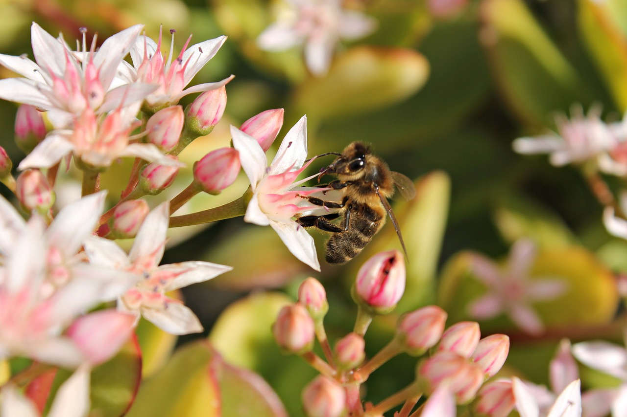 Bičių, Gėlė, Makro, Laukinė Gamta, Spalvinga, Pistil, Nemokamos Nuotraukos,  Nemokama Licenzija