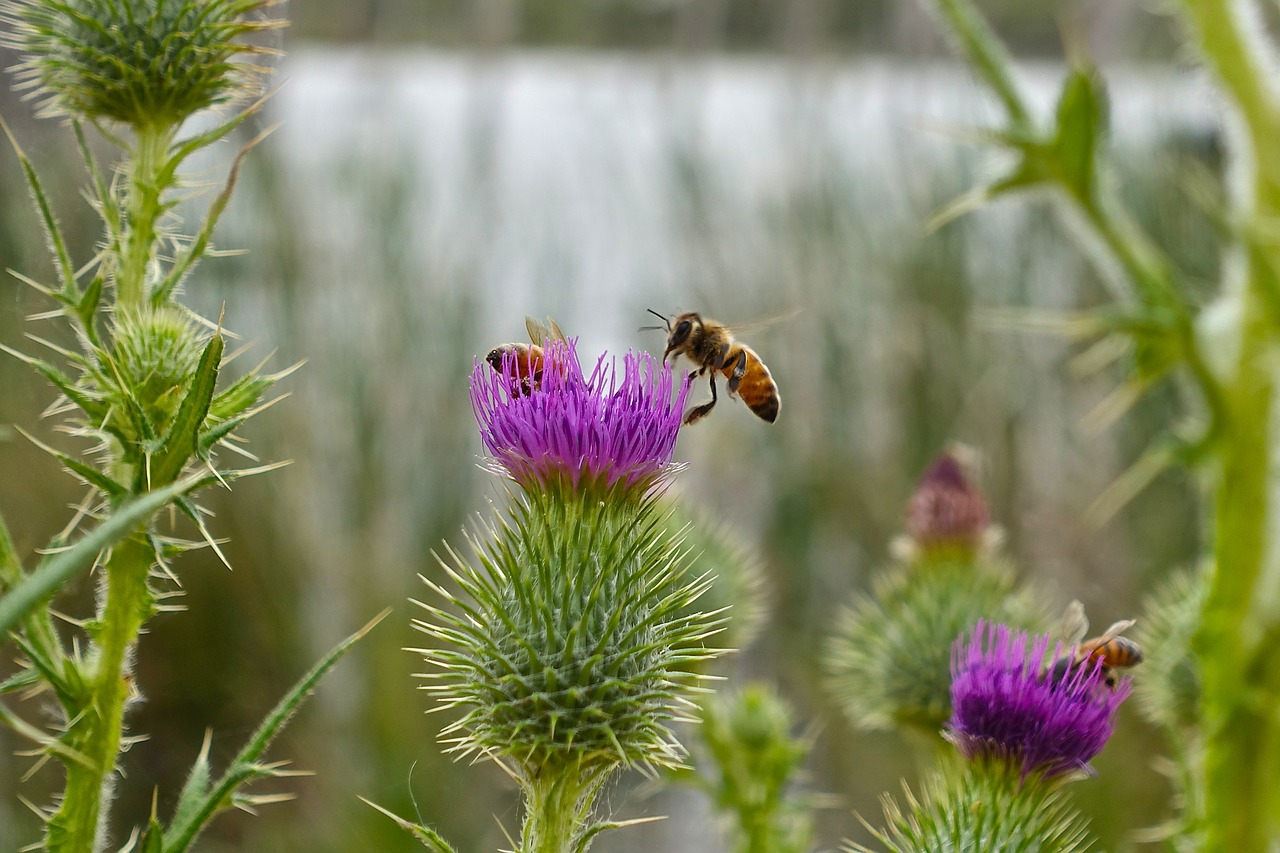 Bičių, Drakonas, Makro, Gėlė, Dygliuotas, Scotch, Škotų, Piktžolių, Violetinė, Žiedas