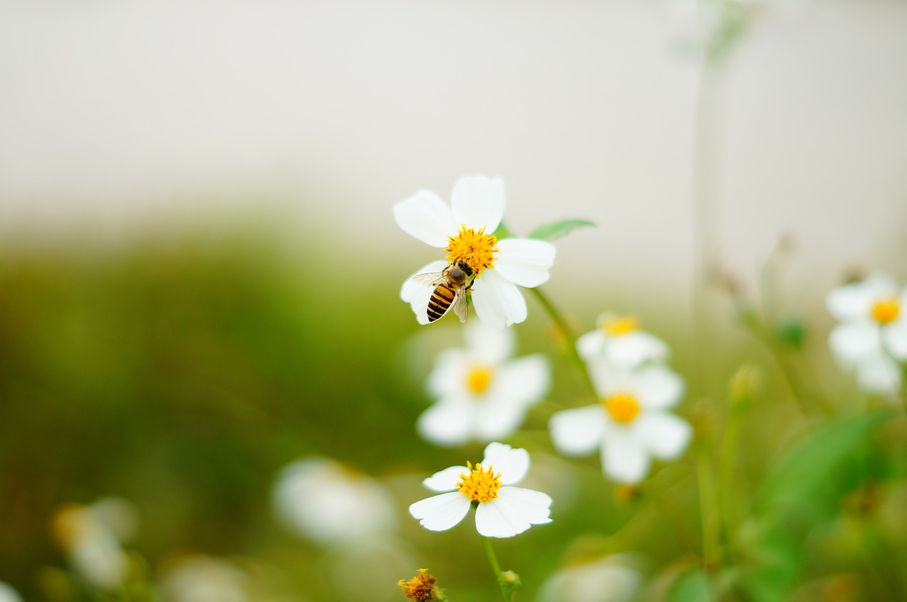 Bičių, Gėlės Ir Augalai, Ekologija, Nemokamos Nuotraukos,  Nemokama Licenzija