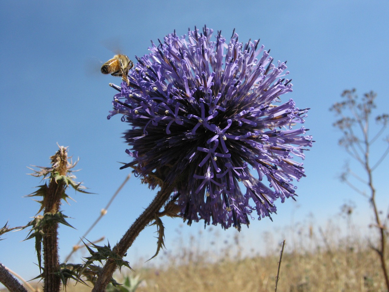 Bičių, Gėlė, Žiedas, Makro, Lauke, Natūralus, Diena, Žydėti, Nemokamos Nuotraukos,  Nemokama Licenzija