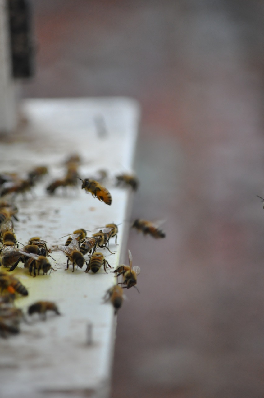 Bičių, Drones, Priimti Medų, Bitininkystė, Bitės, Medus, Nemokamos Nuotraukos,  Nemokama Licenzija