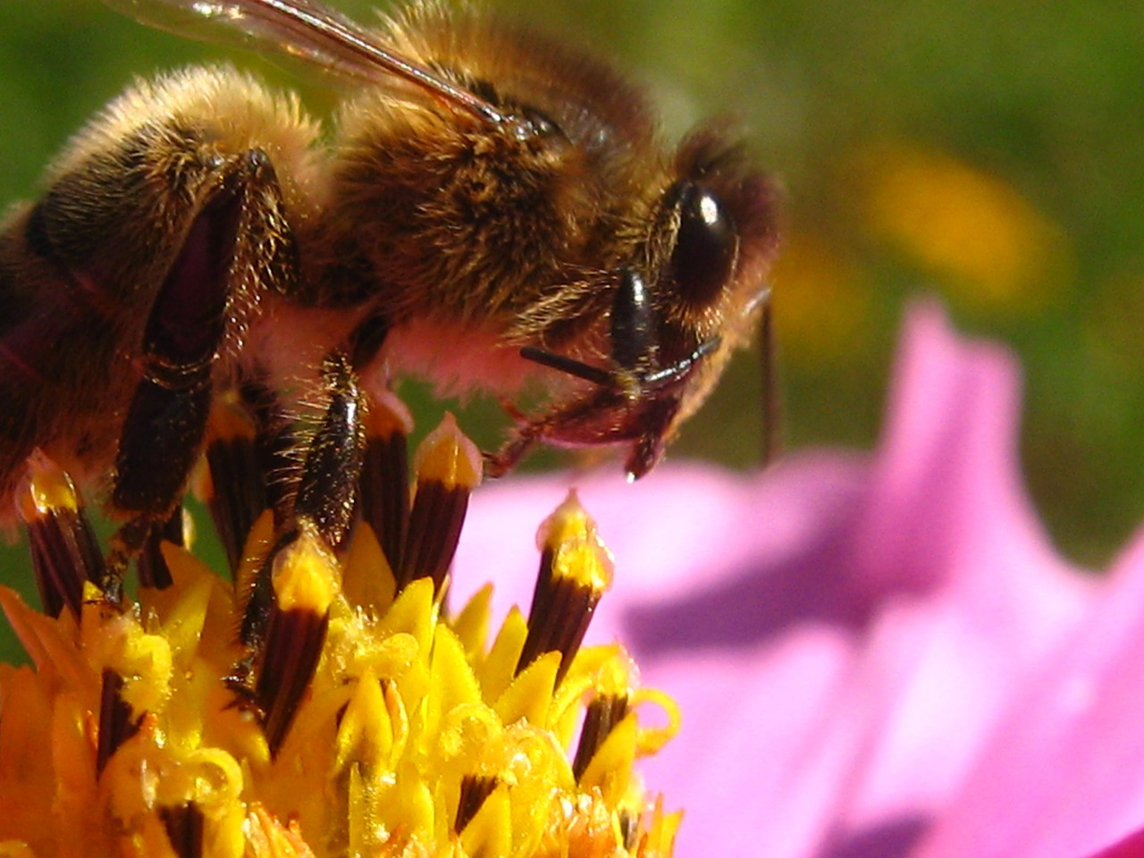 Bičių, Gėlė, Vabzdžiai, Pašaras, Apdulkintojas, Medaus Bitė, Nemokamos Nuotraukos,  Nemokama Licenzija