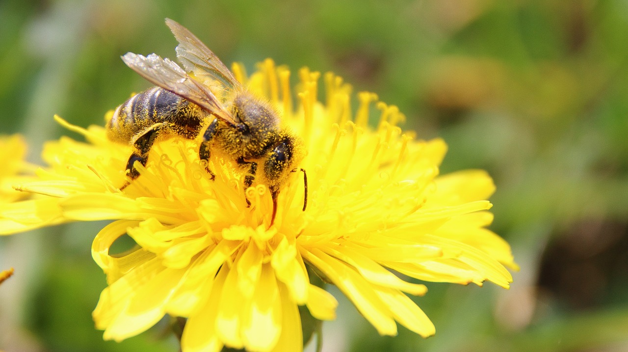 Bičių, Žiedas, Žydėti, Žiedadulkės, Apdulkinimas, Makro, Apis, Pistil, Geltona, Kiaulpienė