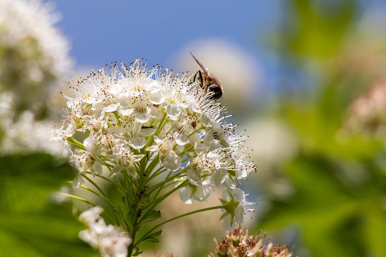 Bičių,  Umbel,  Sniego Pečių Pūslės Spiere,  Krūmas,  Gėlės,  Balta,  Antspaudas,  Pistil,  Surinkti,  Apdulkinimas