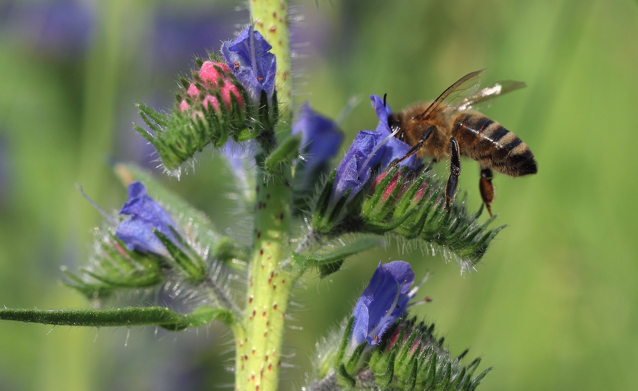 Bičių,  Gėlė,  Makrofotografija,  Vabzdys,  Makro,  Flora,  Žiedadulkės,  Vasara,  Gamta,  Medus