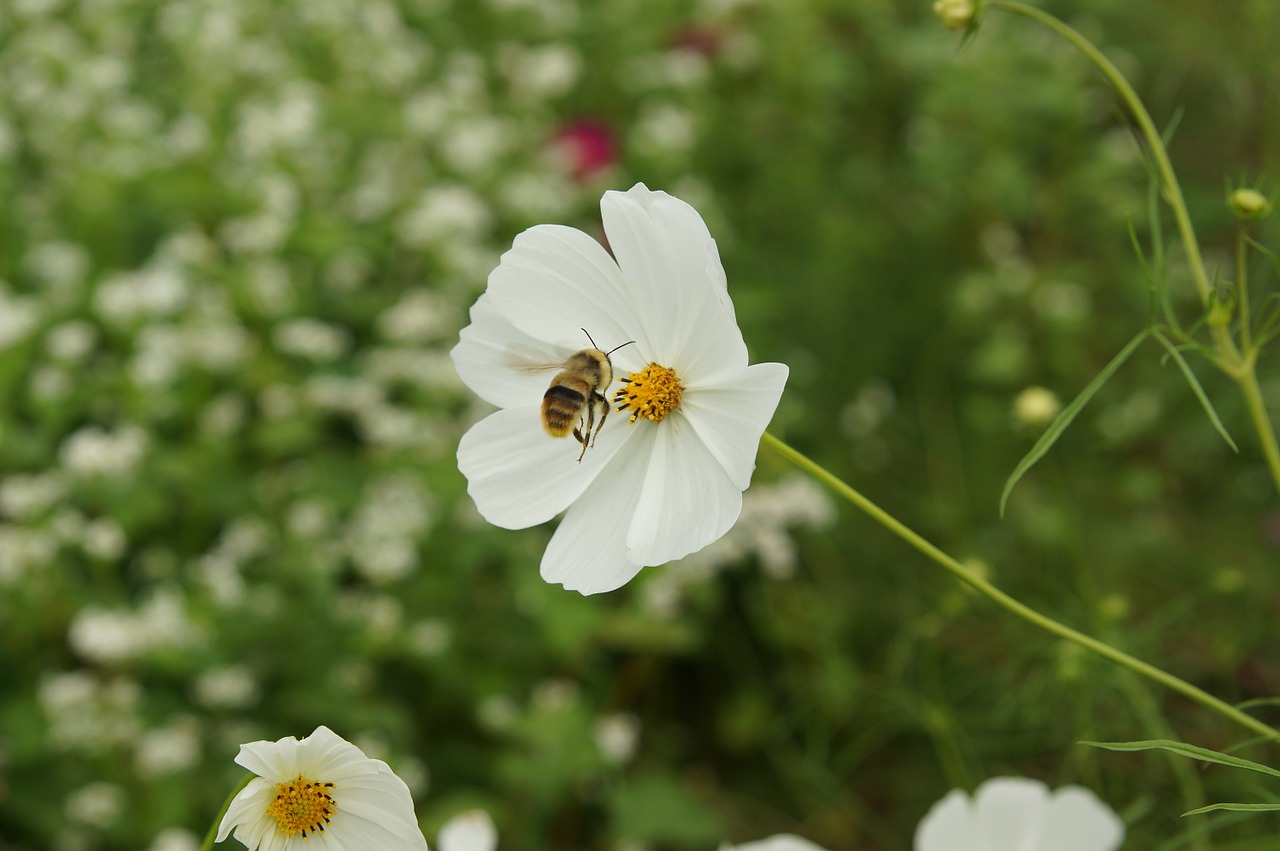 Bičių, Gėlės, Vabzdžiai, Gamta, Lenkija, Augalai, Vasara, Nemokamos Nuotraukos,  Nemokama Licenzija