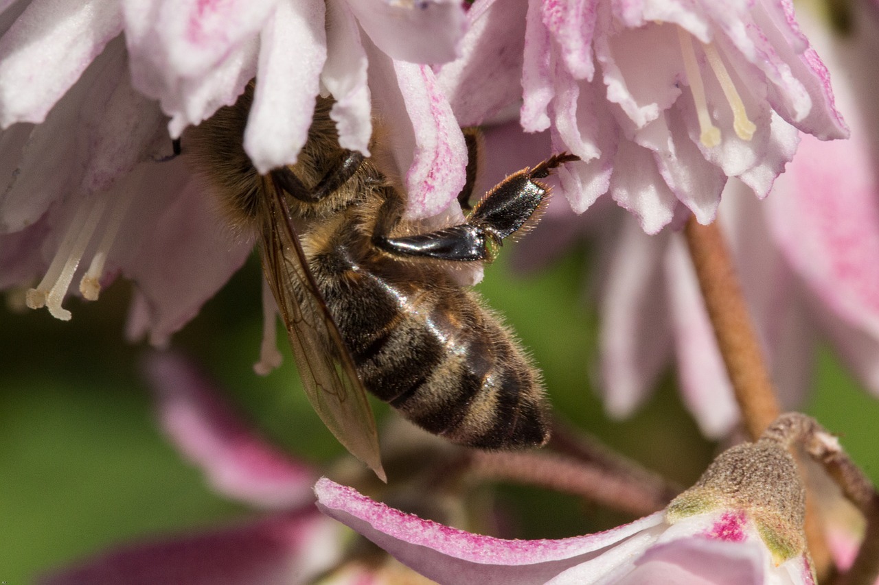 Bičių,  Vabzdys,  Žiedas,  Žydėti,  Uždaryti,  Makro,  Gėlė, Nemokamos Nuotraukos,  Nemokama Licenzija