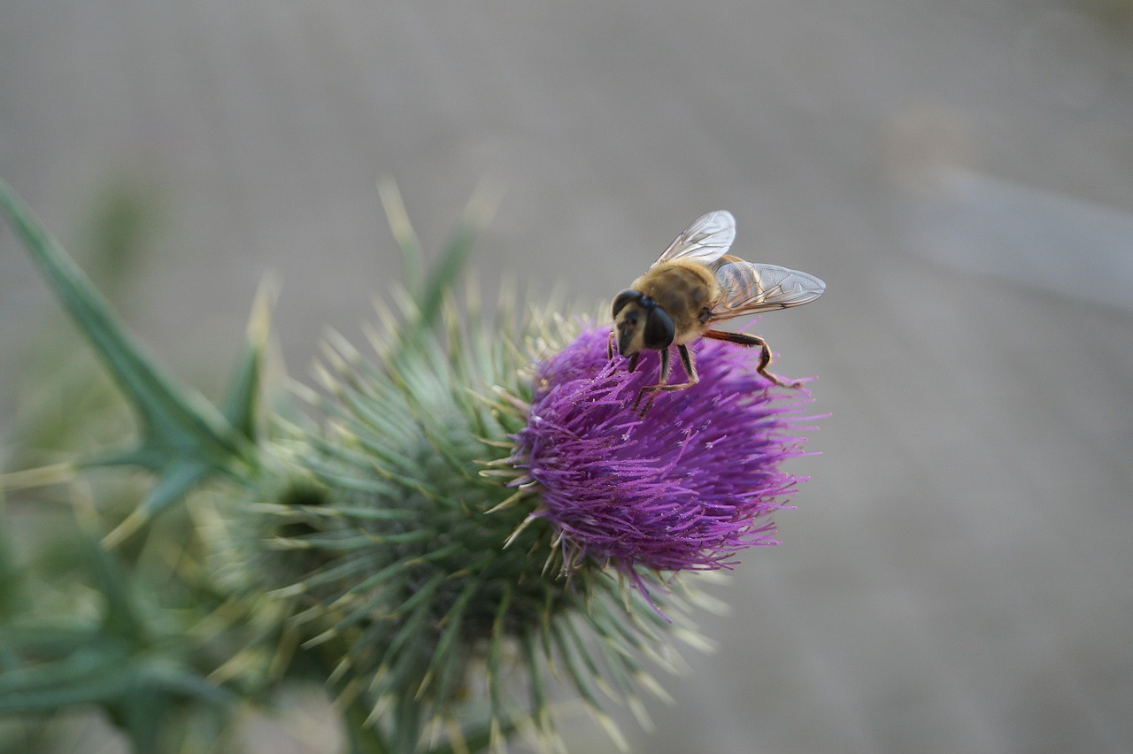 Bičių, Vabzdys, Žiedas, Žydėti, Uždaryti, Apdulkinimas, Gyvūnai, Gamta, Nemokamos Nuotraukos,  Nemokama Licenzija