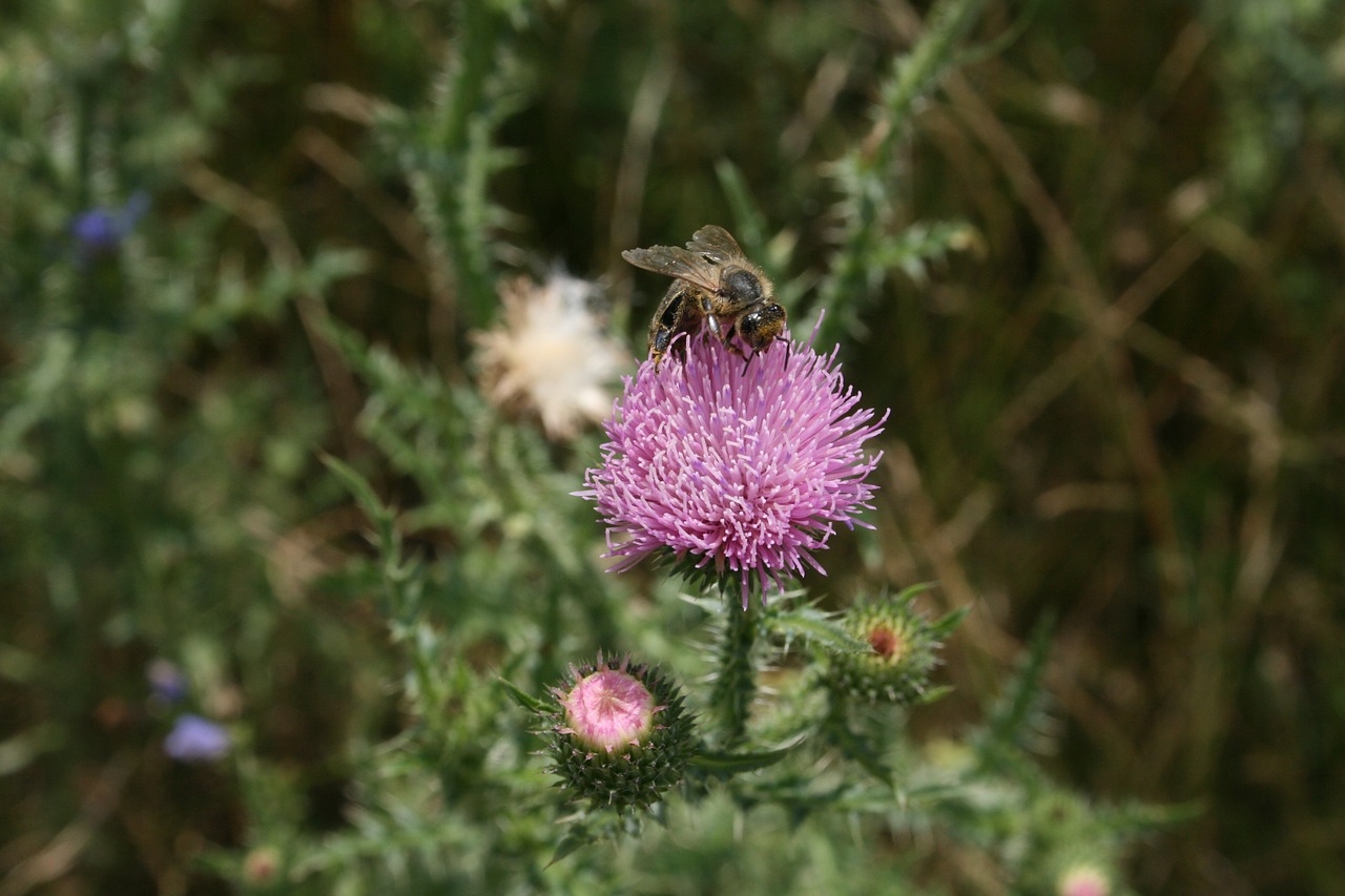 Bičių, Gėlė, Gamta, Uždaryti, Vabzdys, Žiedas, Žydėti, Augalas, Nemokamos Nuotraukos,  Nemokama Licenzija