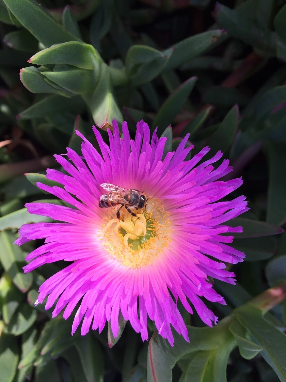 Bičių Ir Gėlių, Medaus Bitė, Pavasaris, Bičių, Gėlė, Nemokamos Nuotraukos,  Nemokama Licenzija
