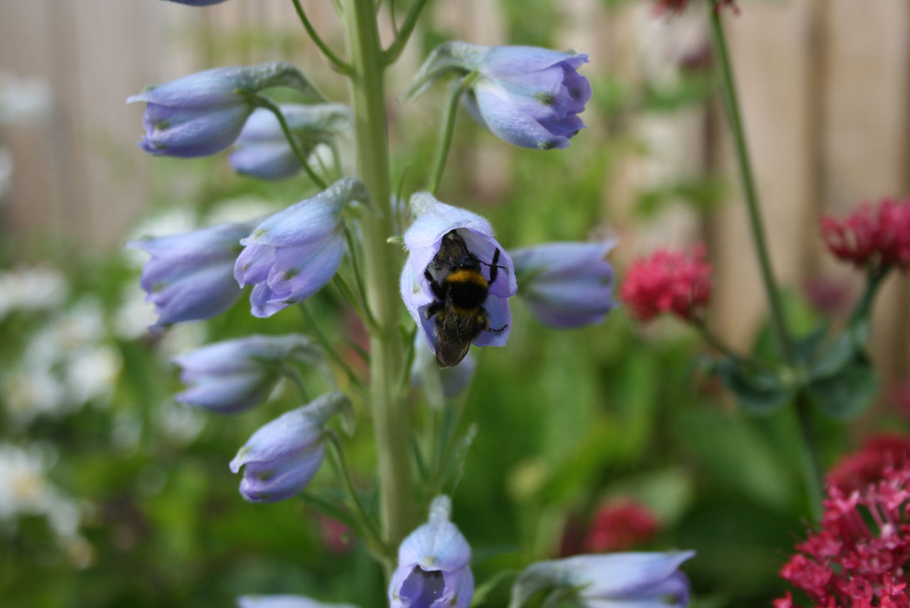 Bičių,  Delphinium,  Gėlė,  Augalas,  Ekologiškas,  Sodas,  Užsiėmes,  Darbas,  Buzz,  Pleistras