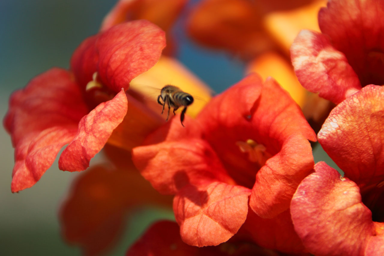 Gyvūnas,  Bičių,  Žydi,  Žiedas,  Buzz,  Spalva,  Flora,  Gėlė,  Gėlės,  Skristi