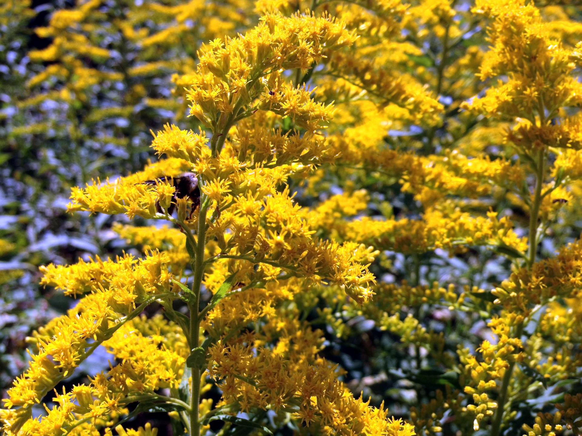 Bičių,  Goldenrod,  Piktžolės,  Kamanė,  Bičių Aukso Aukso, Nemokamos Nuotraukos,  Nemokama Licenzija