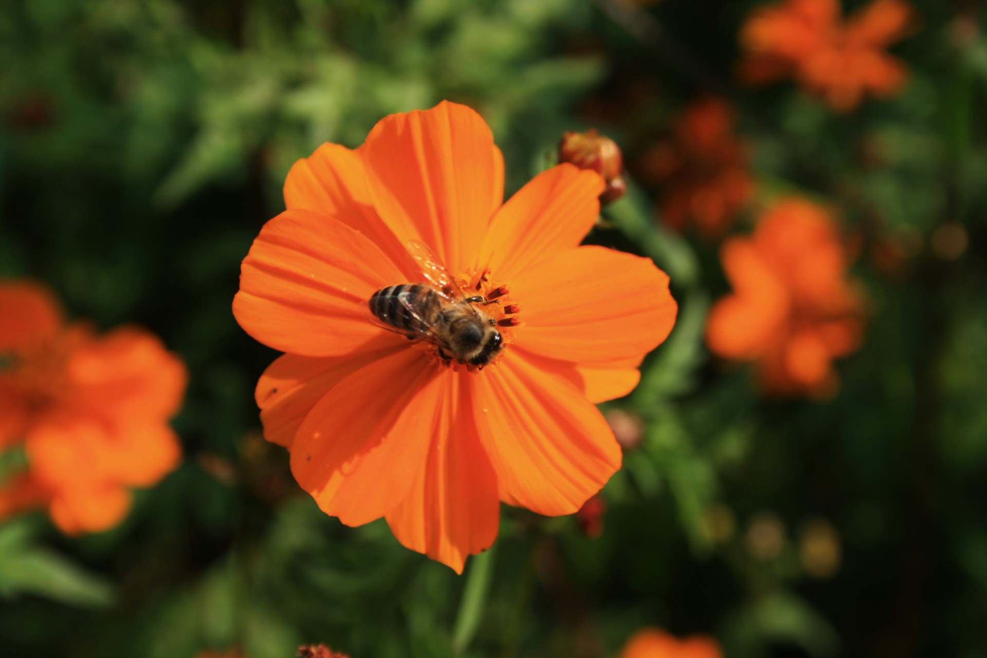 Gėlė,  Kosmosas,  Geltona-Oranžinė,  Vabzdys,  Bičių,  Žiedadulkės,  Bitė Ant Kosmoso Gėlių, Nemokamos Nuotraukos,  Nemokama Licenzija