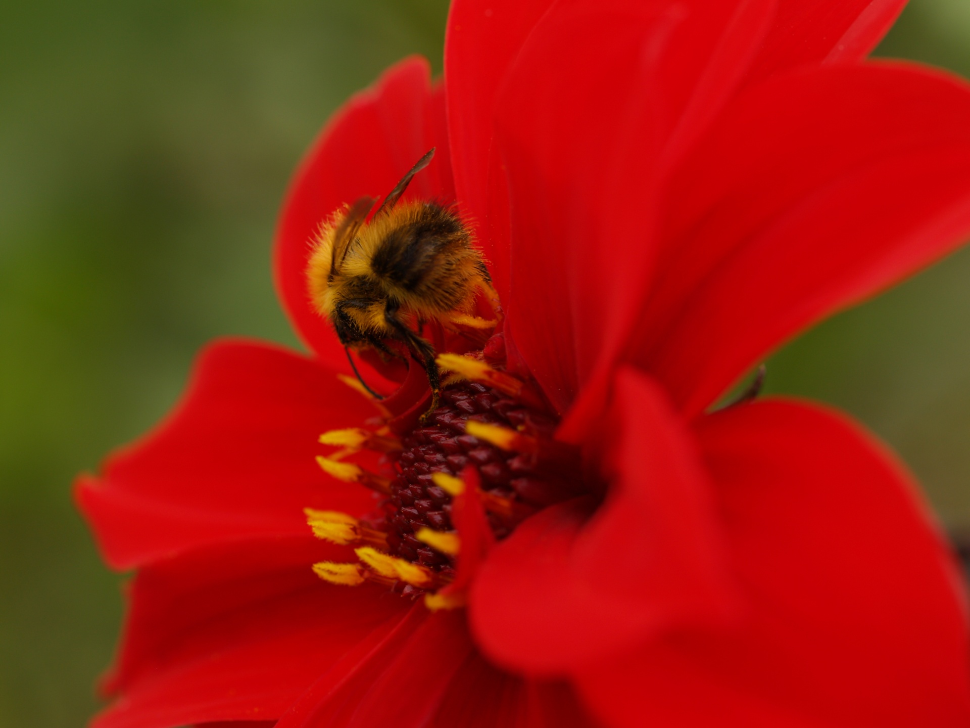 Zinnia,  Gėlė,  Raudona,  Bičių,  Pūkuotas,  Mielas,  Geltona,  Anglija,  2007,  Žiedadulkės