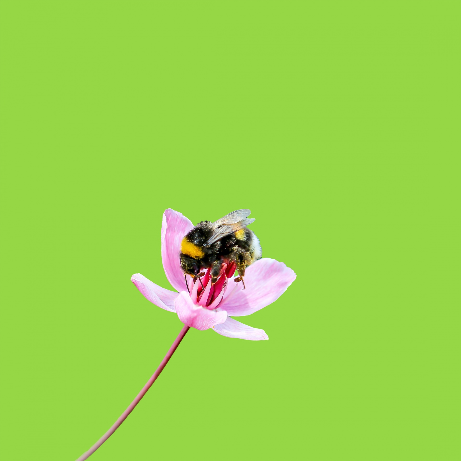 Bičių,  Bumble & Nbsp,  Bitė,  Medus & Nbsp,  Bitė,  Vabzdys,  Apdulkintojas,  Iš Arti,  Detalės,  Gamta