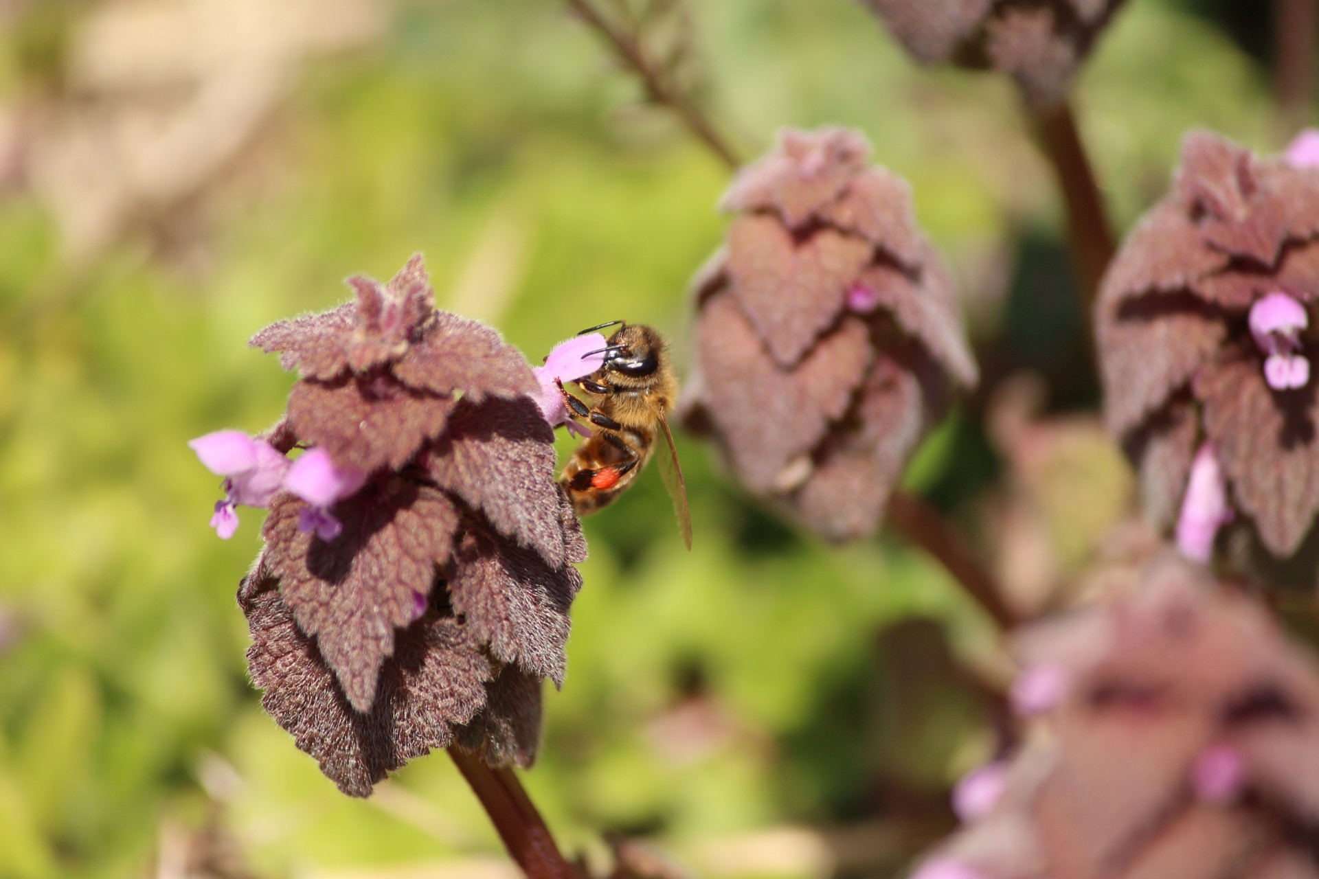 Bičių,  Medus,  Gėlė,  Violetinė,  Žalias,  Laukinė Gamta,  Gamta,  Pavasaris,  Medus & Nbsp,  Bitė