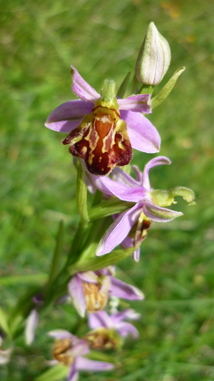 Bičių Orchidėja, Vokiečių Orchidėja, Veislės Botteronii, Kalnų Pieva, Retai, Arti Gėlės, Nemokamos Nuotraukos,  Nemokama Licenzija