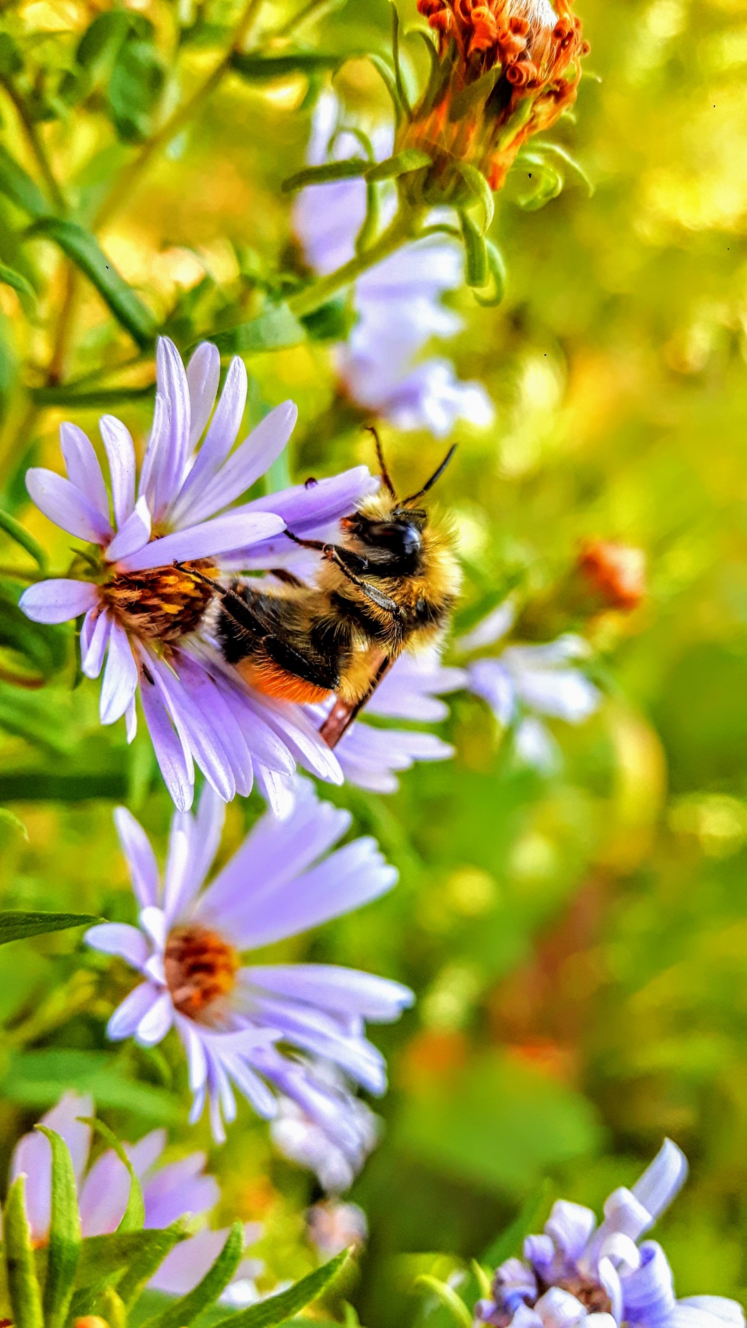 Bičių,  Apdulkinimas,  Gėlė,  Vasara,  Medus,  Bičių Apdulkinimo Gėlė, Nemokamos Nuotraukos,  Nemokama Licenzija