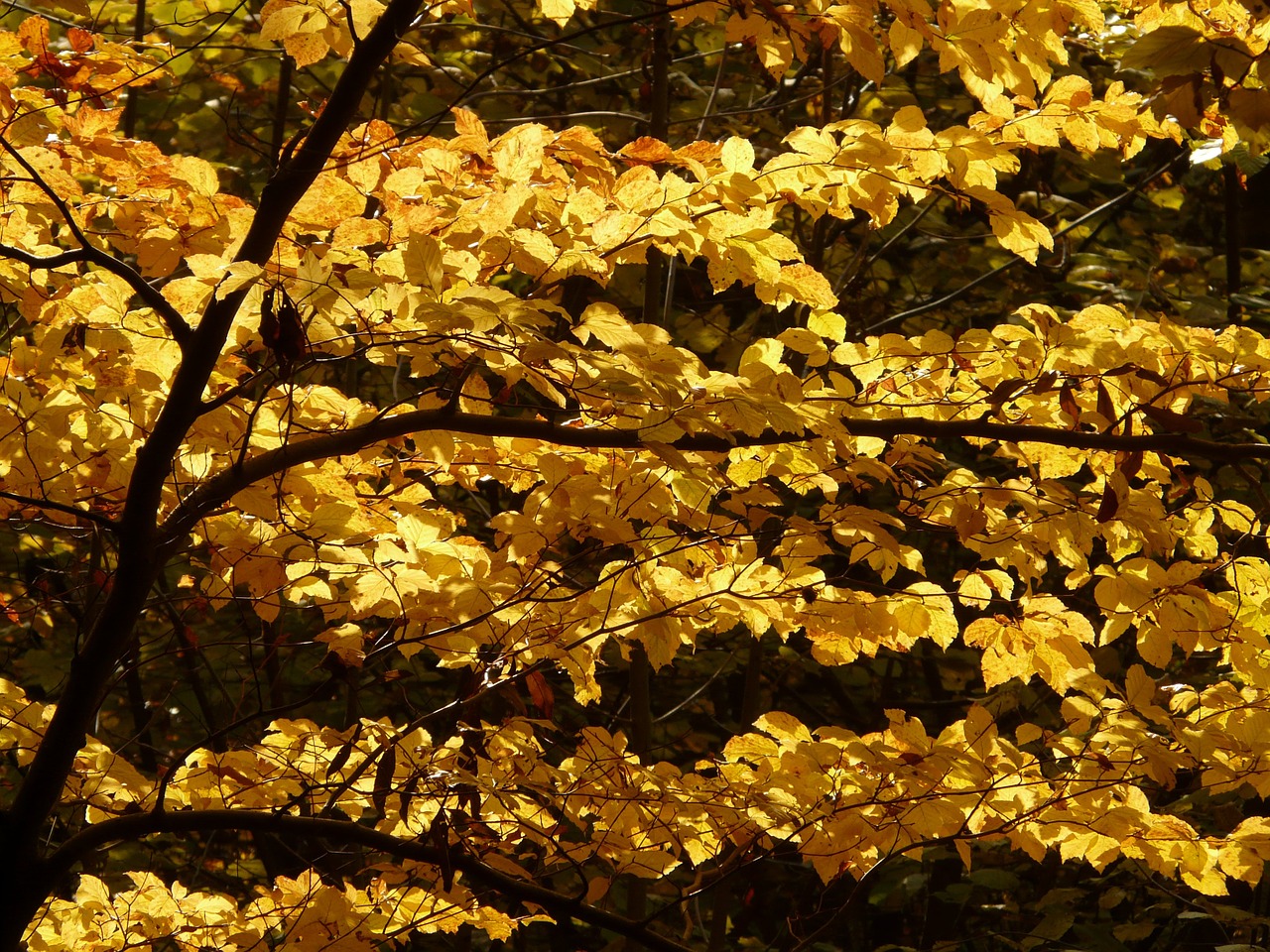 Bukas, Fagus Sylvatica, Fagus, Miškas, Aukso Ruduo, Auksinis Spalio Mėn ., Ruduo, Spalio Mėn, Lapai, Auksinis