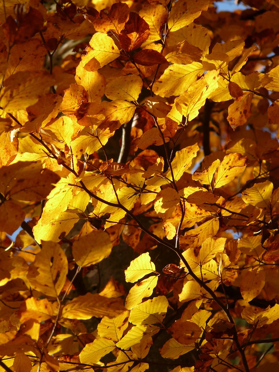 Bukas, Fagus Sylvatica, Fagus, Lapuočių Medis, Aukso Ruduo, Auksinis Spalio Mėn ., Ruduo, Spalio Mėn, Miškas, Lapai