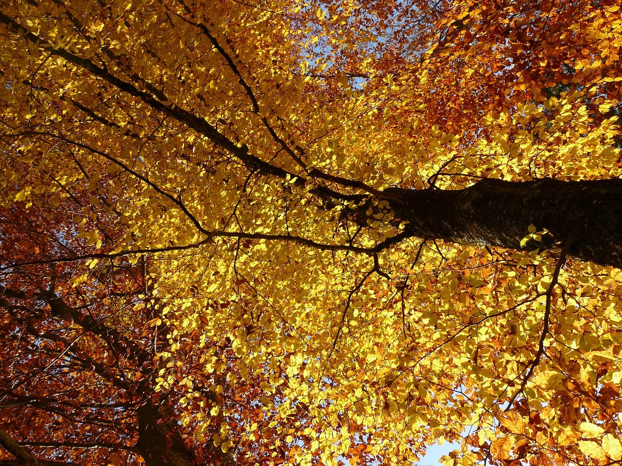 Bukas, Fagus Sylvatica, Fagus, Lapuočių Medis, Aukso Ruduo, Auksinis Spalio Mėn ., Ruduo, Spalio Mėn, Miškas, Lapai