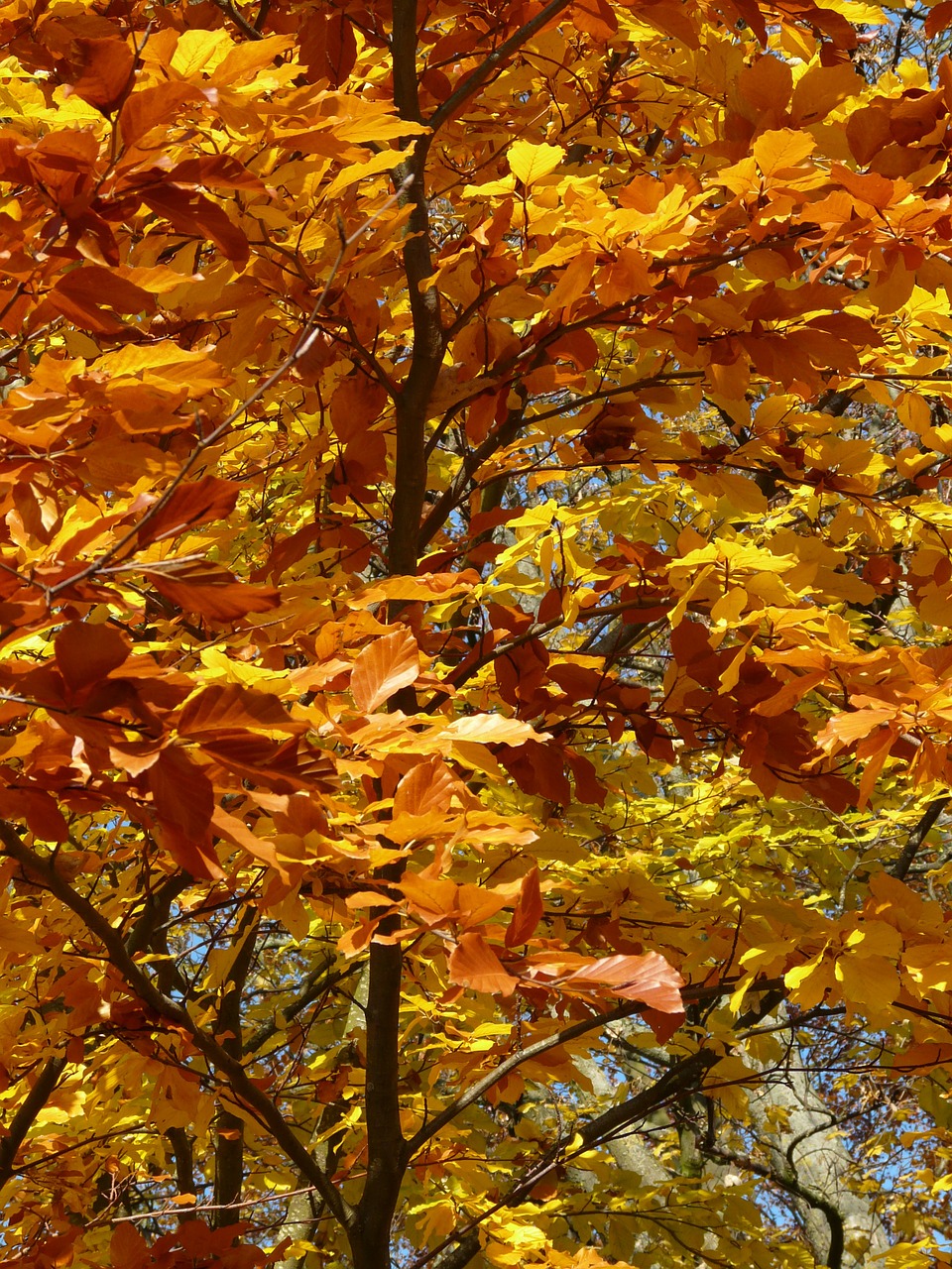 Bukas, Fagus Sylvatica, Fagus, Lapuočių Medis, Aukso Ruduo, Auksinis Spalio Mėn ., Ruduo, Spalio Mėn, Miškas, Lapai