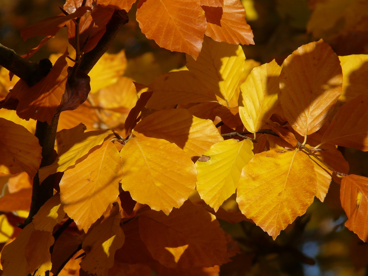 Bukas, Fagus Sylvatica, Fagus, Lapuočių Medis, Aukso Ruduo, Auksinis Spalio Mėn ., Ruduo, Spalio Mėn, Miškas, Lapai