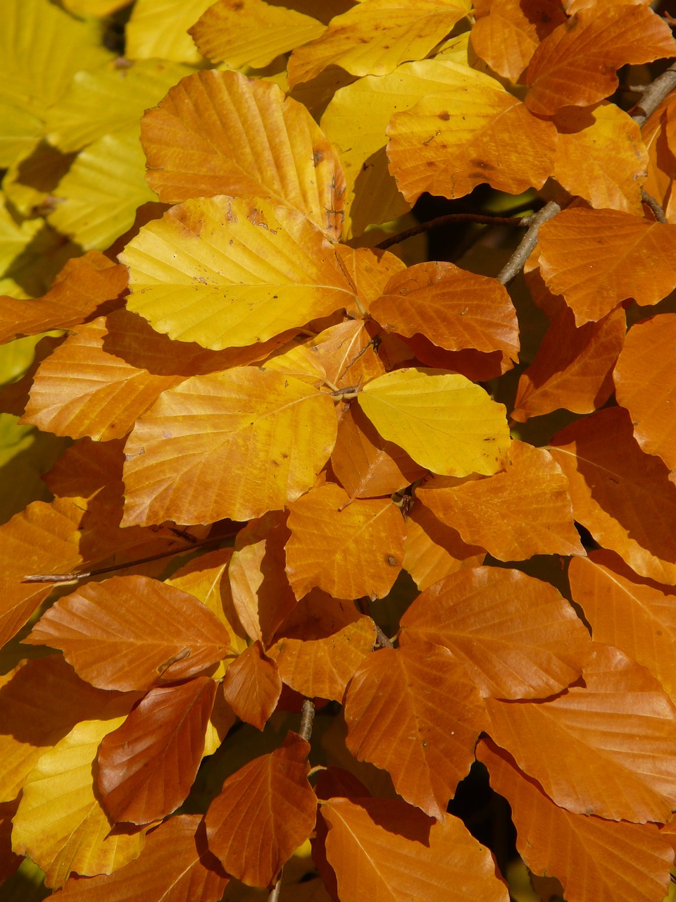 Bukas, Fagus Sylvatica, Fagus, Lapuočių Medis, Aukso Ruduo, Auksinis Spalio Mėn ., Ruduo, Spalio Mėn, Miškas, Lapai