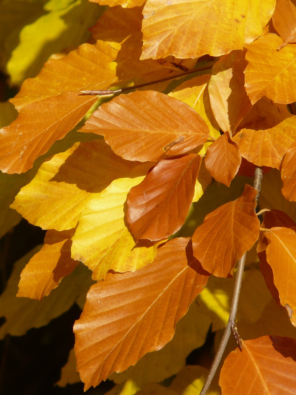 Bukas, Fagus Sylvatica, Fagus, Lapuočių Medis, Aukso Ruduo, Auksinis Spalio Mėn ., Ruduo, Spalio Mėn, Miškas, Lapai