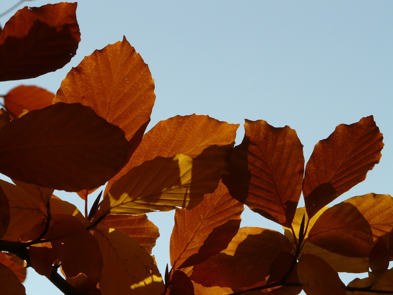 Bukas, Fagus Sylvatica, Fagus, Lapuočių Medis, Aukso Ruduo, Auksinis Spalio Mėn ., Ruduo, Spalio Mėn, Miškas, Lapai