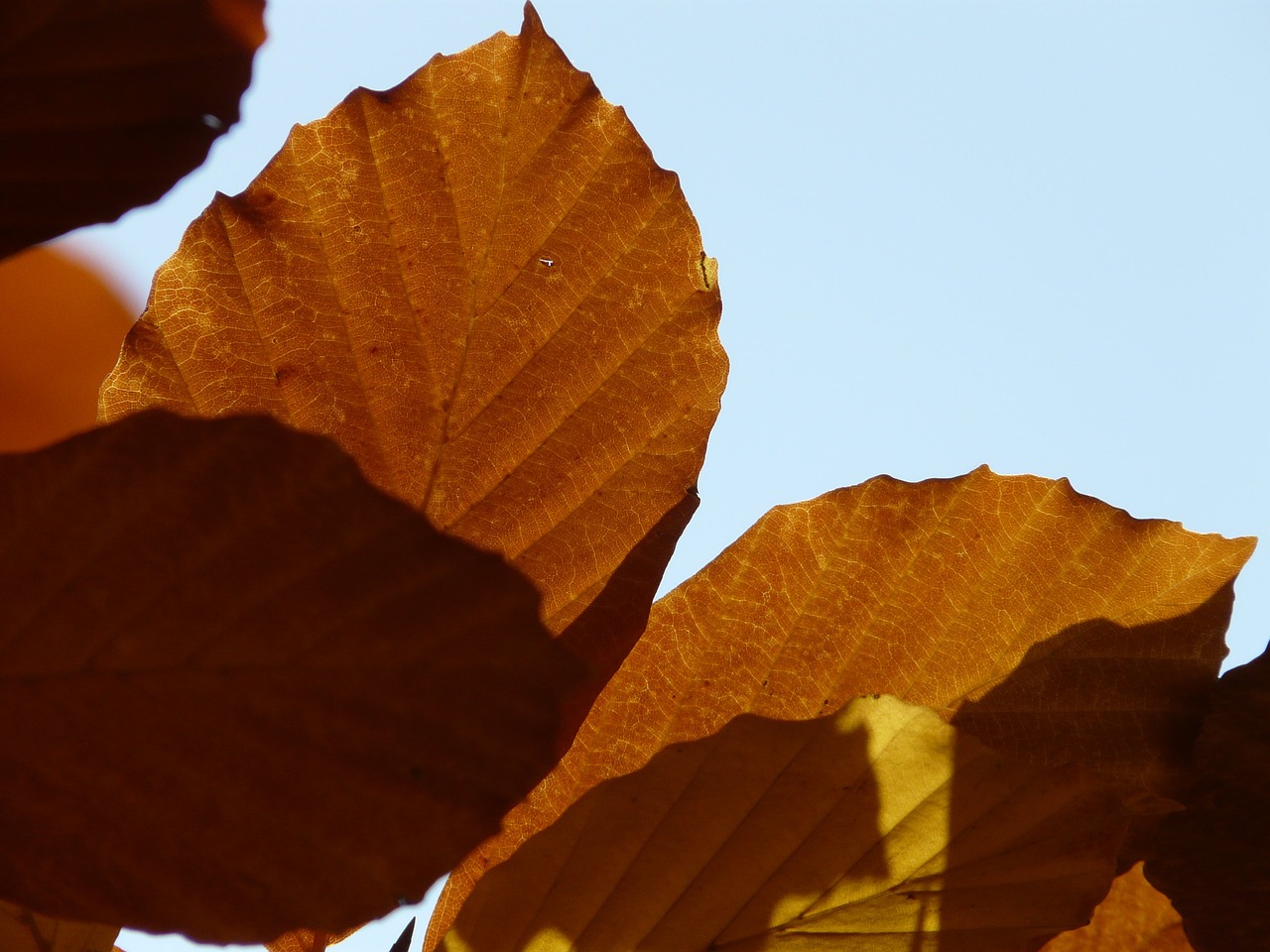 Bukas, Fagus Sylvatica, Fagus, Lapuočių Medis, Aukso Ruduo, Auksinis Spalio Mėn ., Ruduo, Spalio Mėn, Miškas, Lapai