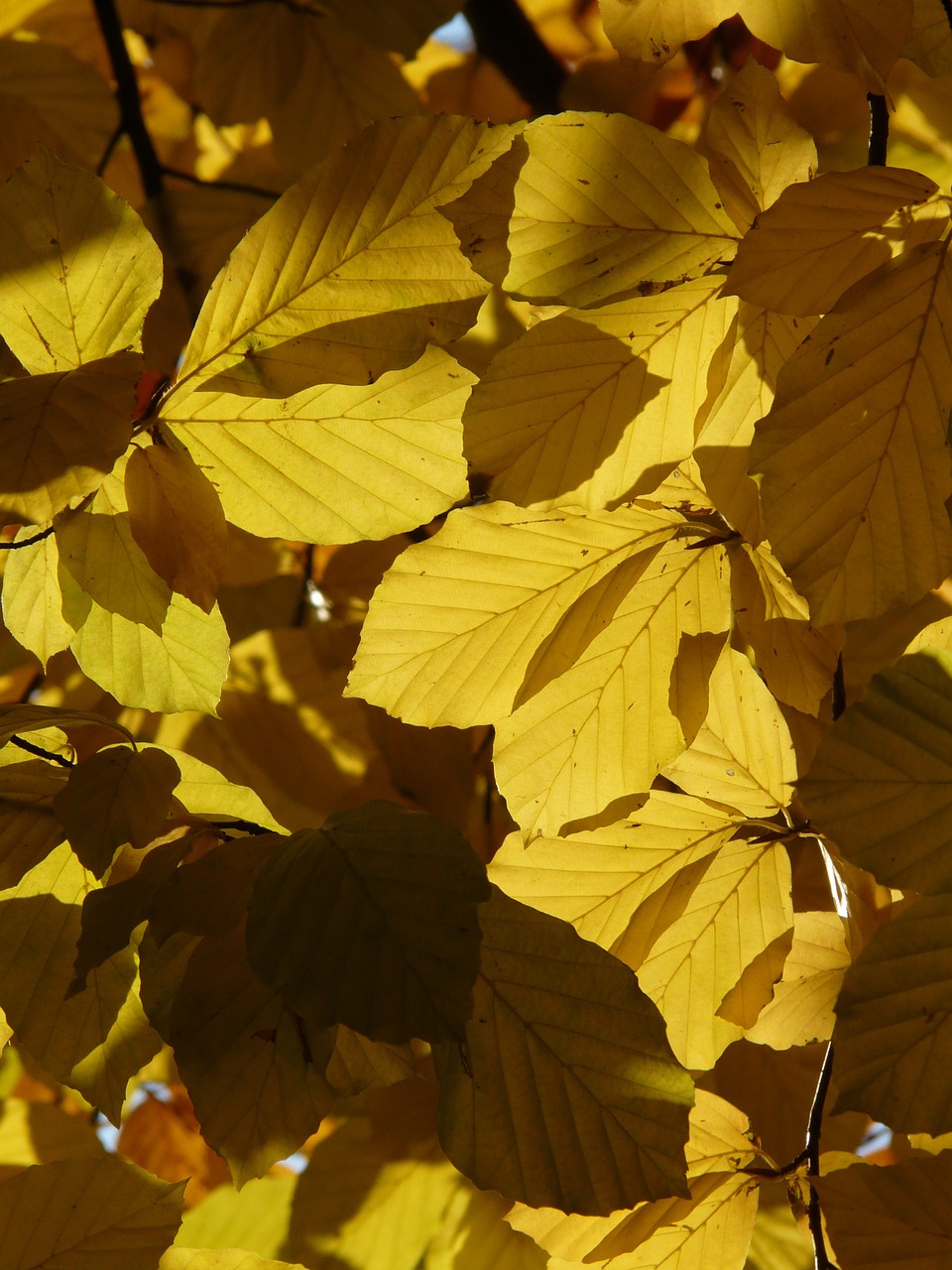 Bukas, Fagus Sylvatica, Fagus, Lapuočių Medis, Aukso Ruduo, Auksinis Spalio Mėn ., Ruduo, Spalio Mėn, Miškas, Lapai