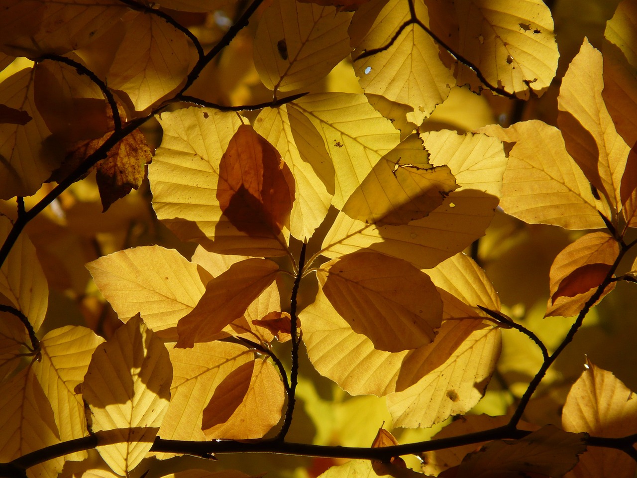 Bukas, Fagus Sylvatica, Fagus, Lapuočių Medis, Aukso Ruduo, Auksinis Spalio Mėn ., Ruduo, Spalio Mėn, Miškas, Lapai