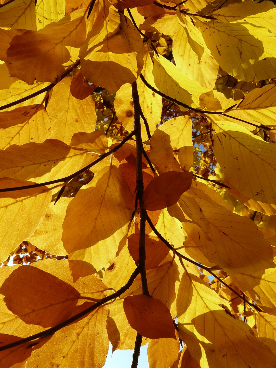 Bukas, Fagus Sylvatica, Fagus, Lapuočių Medis, Aukso Ruduo, Auksinis Spalio Mėn ., Ruduo, Spalio Mėn, Miškas, Lapai