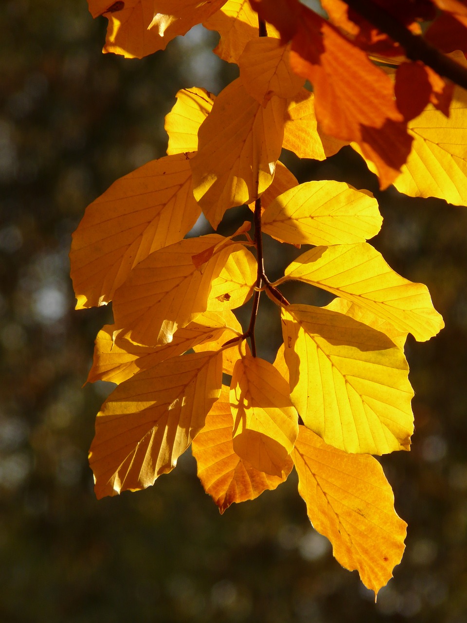 Bukas, Fagus Sylvatica, Fagus, Lapuočių Medis, Aukso Ruduo, Auksinis Spalio Mėn ., Ruduo, Spalio Mėn, Miškas, Lapai