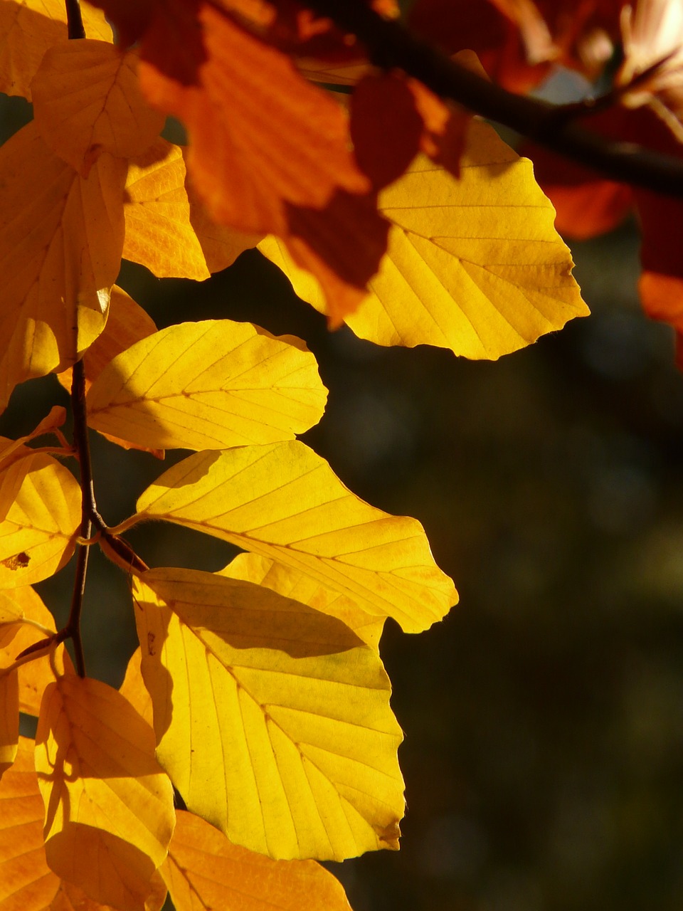 Bukas, Fagus Sylvatica, Fagus, Lapuočių Medis, Aukso Ruduo, Auksinis Spalio Mėn ., Ruduo, Spalio Mėn, Miškas, Lapai