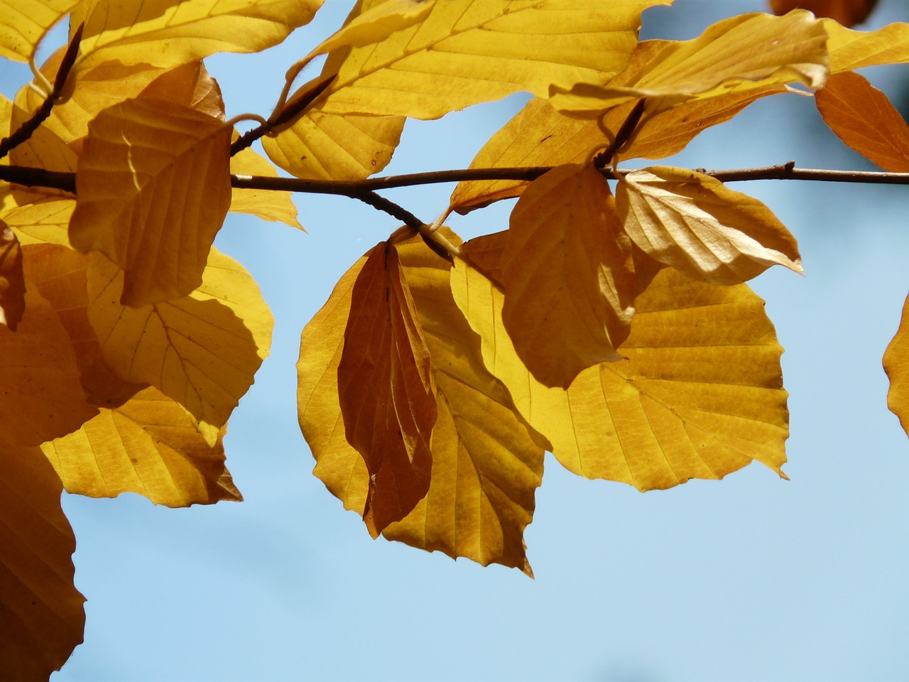 Bukas, Fagus Sylvatica, Fagus, Lapuočių Medis, Aukso Ruduo, Auksinis Spalio Mėn ., Ruduo, Spalio Mėn, Miškas, Lapai