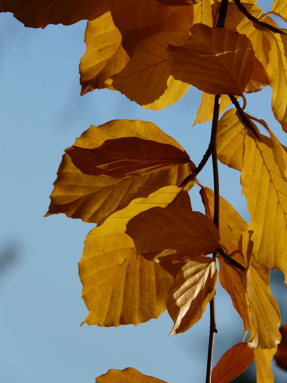 Bukas, Fagus Sylvatica, Fagus, Lapuočių Medis, Aukso Ruduo, Auksinis Spalio Mėn ., Ruduo, Spalio Mėn, Miškas, Lapai