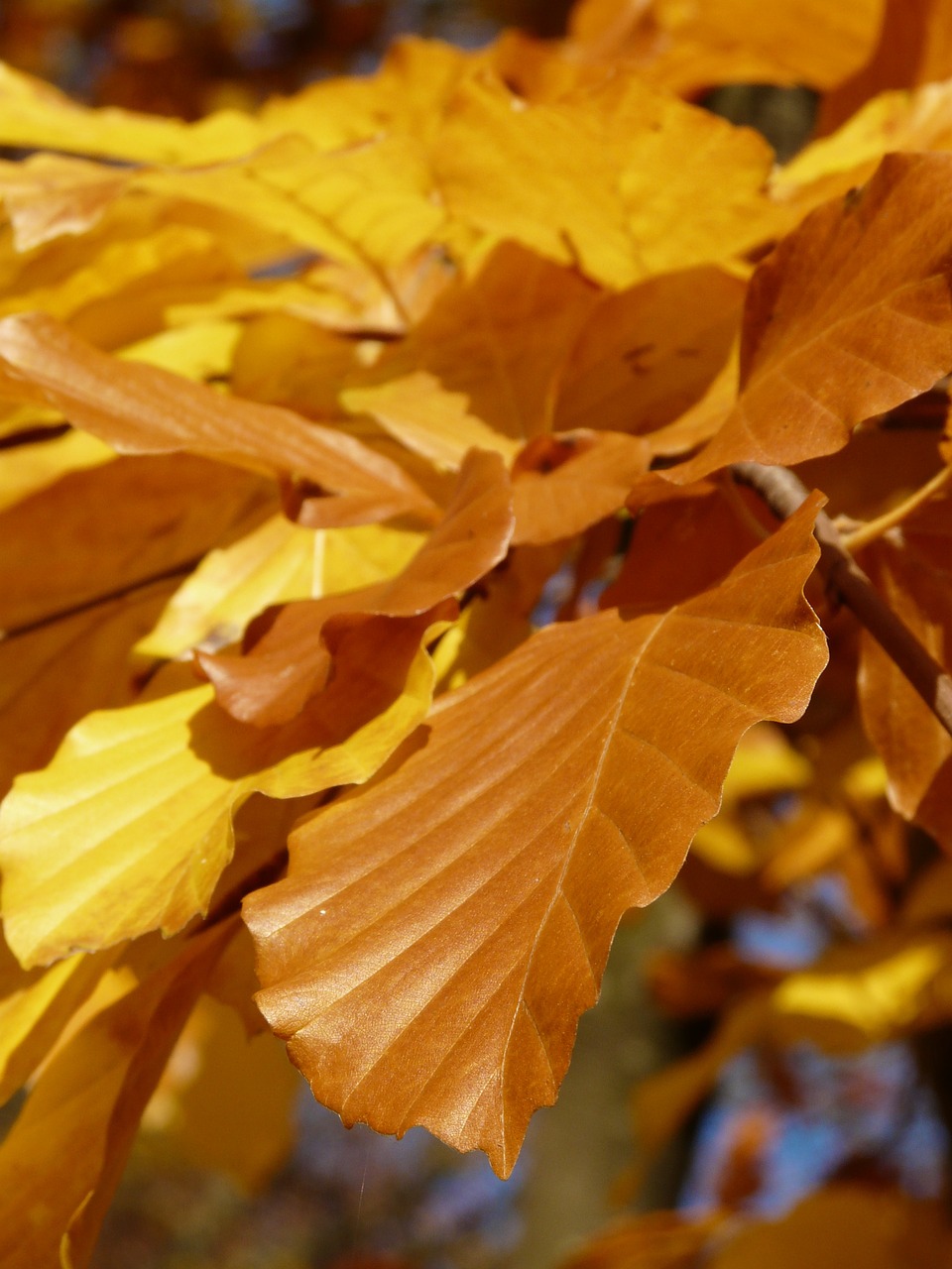 Bukas, Fagus Sylvatica, Fagus, Lapuočių Medis, Aukso Ruduo, Auksinis Spalio Mėn ., Ruduo, Spalio Mėn, Miškas, Lapai