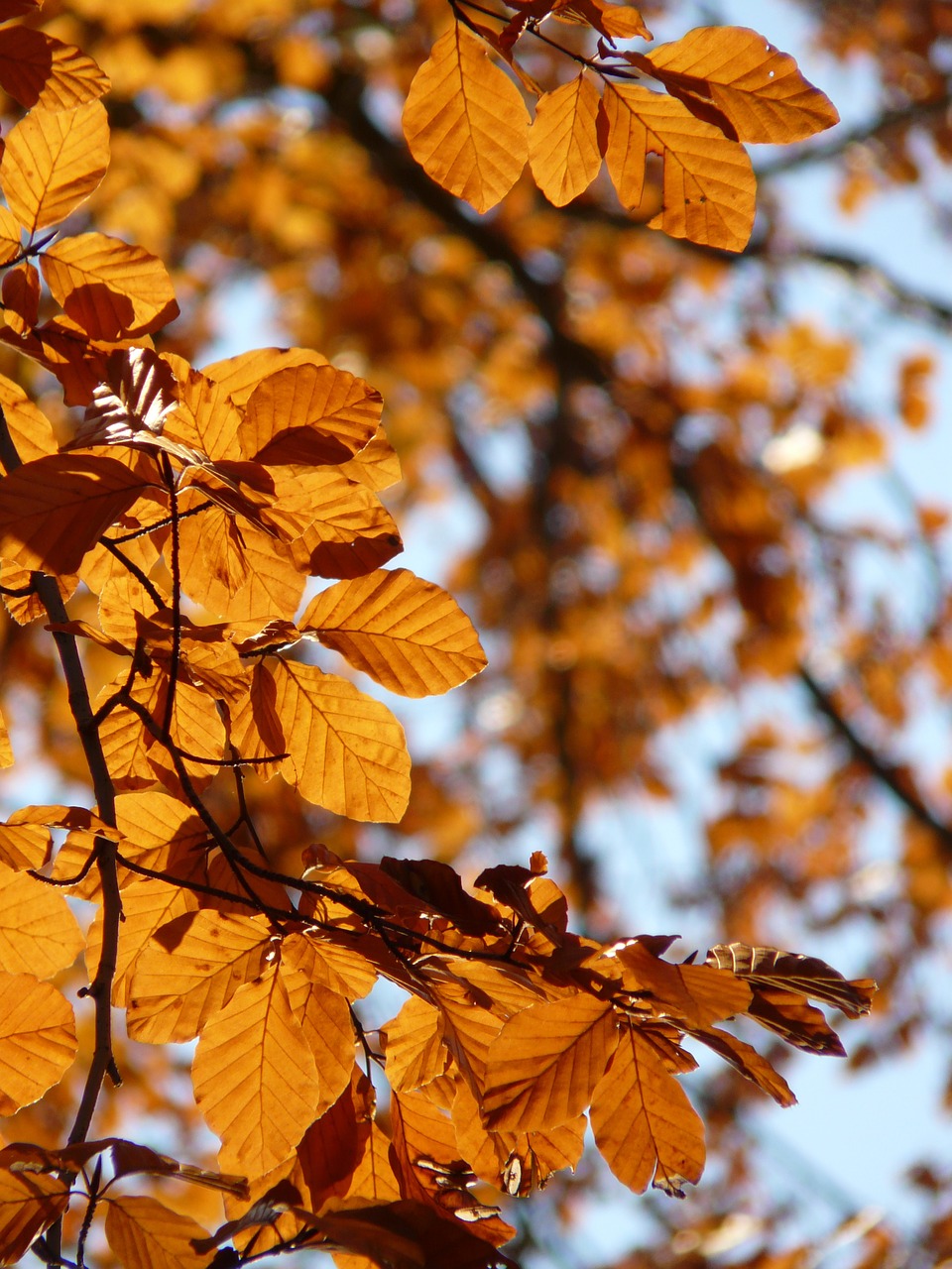 Bukas, Fagus Sylvatica, Fagus, Lapuočių Medis, Aukso Ruduo, Auksinis Spalio Mėn ., Ruduo, Spalio Mėn, Miškas, Lapai