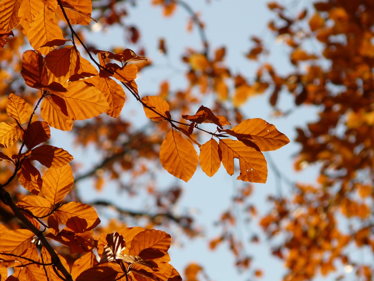 Bukas, Fagus Sylvatica, Fagus, Lapuočių Medis, Aukso Ruduo, Auksinis Spalio Mėn ., Ruduo, Spalio Mėn, Miškas, Lapai