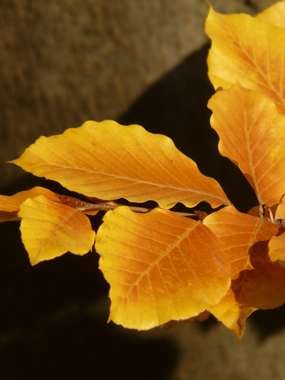 Bukas, Fagus Sylvatica, Fagus, Lapuočių Medis, Aukso Ruduo, Auksinis Spalio Mėn ., Ruduo, Spalio Mėn, Miškas, Lapai