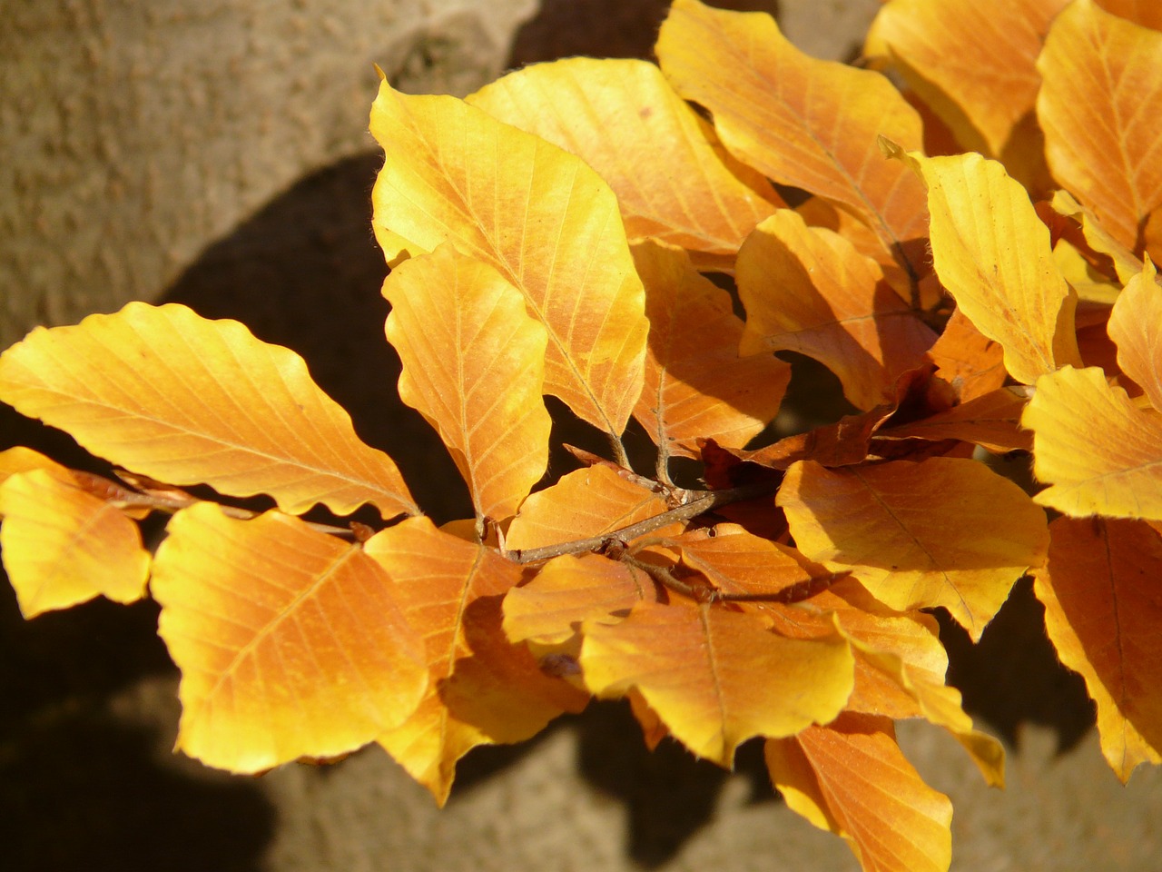 Bukas, Fagus Sylvatica, Fagus, Lapuočių Medis, Aukso Ruduo, Auksinis Spalio Mėn ., Ruduo, Spalio Mėn, Miškas, Lapai